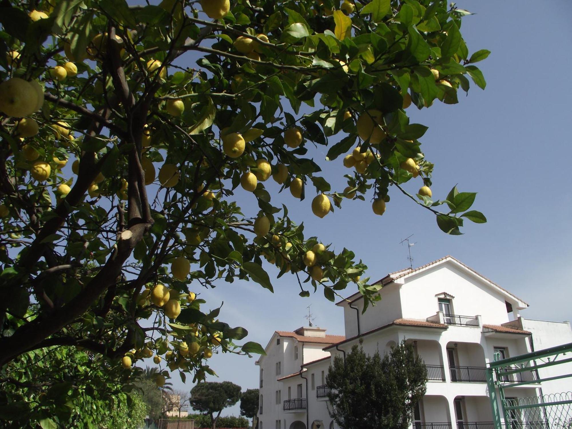 Riviera Apartments Pietra Ligure Eksteriør billede